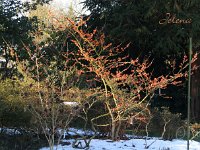 Hamamelis Jelena 2015 02 07 2988